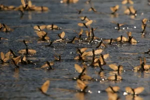 150 ezer forintja bánhatja, ha bántja a tiszavirágokat