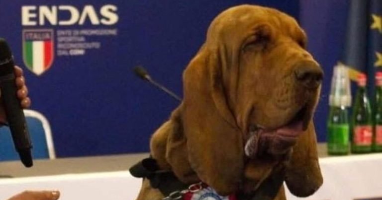 Bruno ucciso con una polpetta piena di chiodi, chi voleva morto il cane eroe