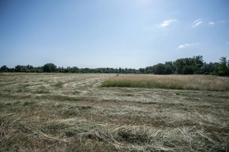 Tizenkilenc éve nem lehet kitenni azt a gazdálkodót a Mocsárosból, aki lekaszálta a ritka szöcske élőhelyét