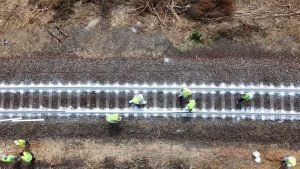 „Olasz meló” – Sínfestéssel mentenék, ami még menthető a MÁV-nál