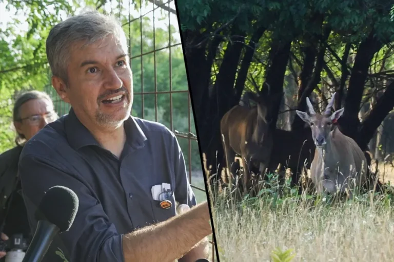 Hadházy: A lónak a faszát egy mezőgazdasági üzem