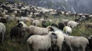 Levágott állatok és korrupció miatt tüntettek görög gazdák Athénben