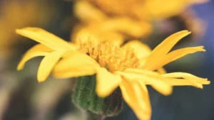 Az ősz gyógyítója ez a gyógynövény, amit itthon alig ismernek