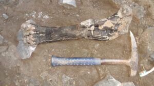 Több száz dinoszauruszcsontot találtak Erdélyben