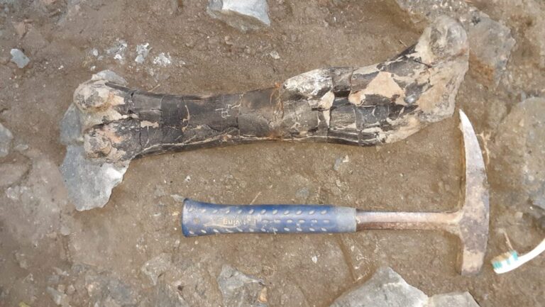 Több száz dinoszauruszcsontot találtak Erdélyben