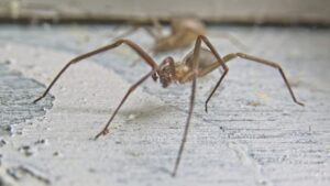 Tudtukon kívül több ezer mérges pókkal éltek együtt, ami a tudósokat is meglepte