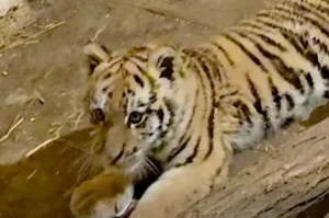 Drogdílerért mentek, kistigris nyávogott a rendőrökre egy tiszafüredi házban