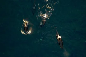 Együtt bandázva vadásznak lazacra a delfinek és az orkák