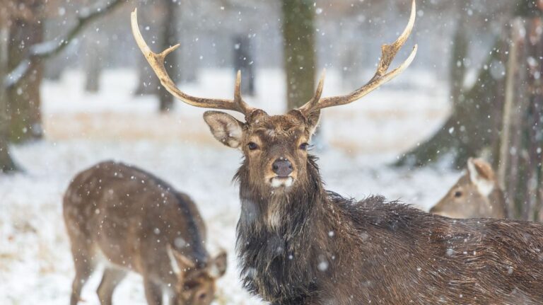 Szarvasok lepték el az utat, erre figyelmeztet a rendőrség + videó