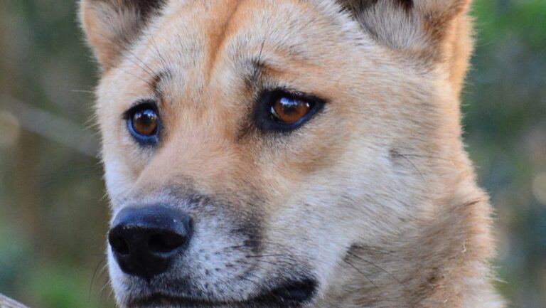 Elaltattak egy dingófalkát Ausztráliában, úgy vélik, közük van egy 19 éves turista halálához