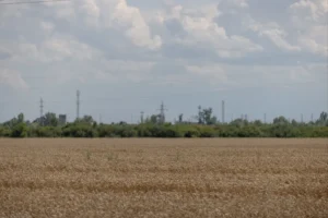 Több mint 10 milliárddal, főleg termelőknek tartozik a Bászna Gabona a MOSZ szerint