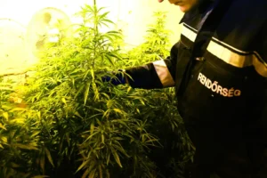Az EU bírósága szerint Magyarország uniós jogot sértett kannabiszügyben