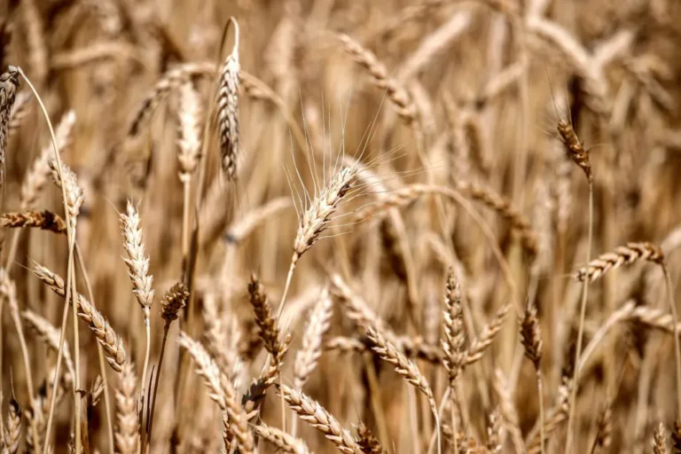 Szevasz, uram, gazdabizonyítvány 180 ezerért érdekel? A képzésre nem kell eljárni hozzá