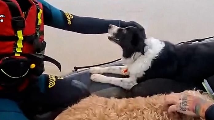 Macskákat és kutyákat mentettek a dél-spanyolországi árvizek után