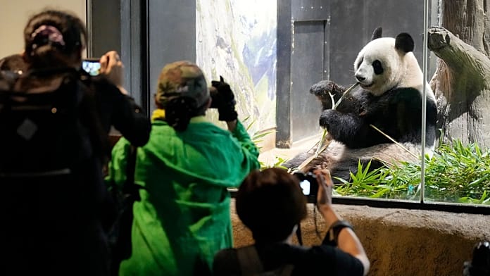 A pandák is megisszák a levét a romló japán-kínai kapcsolatoknak