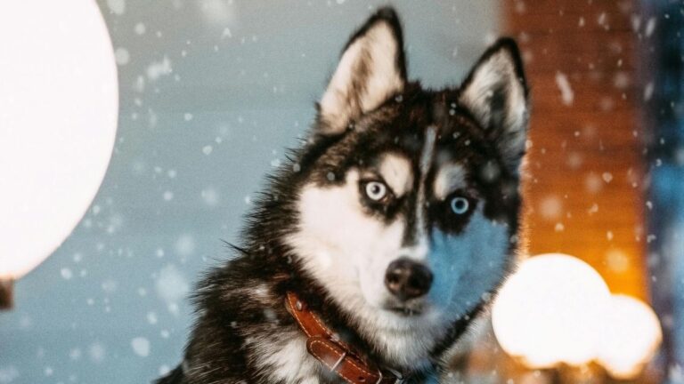 Hópelyhek, fagy és téli csodák – Mennyit tud a télről?