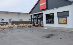 50 birka tört be egy német Penny Marketbe, az italosztályon randalíroztak