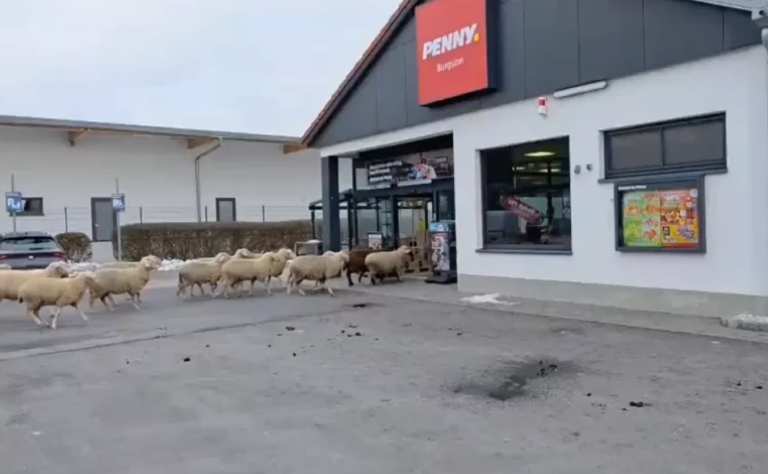 50 birka tört be egy német Penny Marketbe, az italosztályon randalíroztak