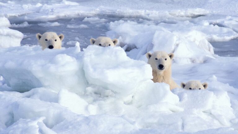 Mi köze van a medvéknek az Északi- és a Déli-sark nevéhez?