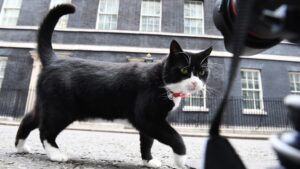 Elhunyt Palmerston, a brit külügy fő egérfogó macskája