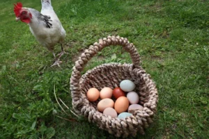 Miért van az egyik tyúktojásnak barna, a másiknak meg fehér színe? És mi a különbség a tartalmukban?