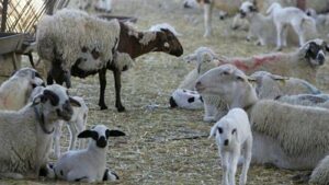 Teljeskörű karantént hirdettek Cipruson, hogy megakadályozzák a száj- és körömfájás terjedését
