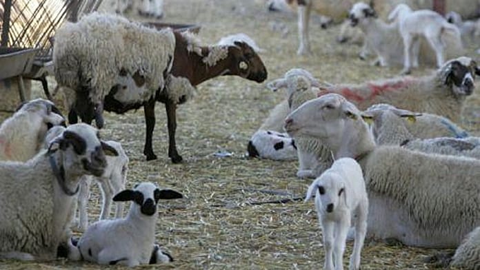 Teljeskörű karantént hirdettek Cipruson, hogy megakadályozzák a száj- és körömfájás terjedését