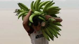 Nagy a baj: veszélyes méreg jelent meg a banánban