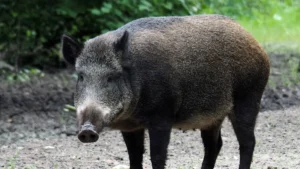 Radioaktív vaddisznóhibridek kóborolnak a fukusimai atomerőműnél