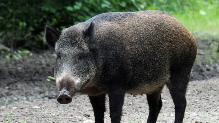 Radioaktív vaddisznóhibridek kóborolnak a fukusimai atomerőműnél