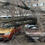 Négy-öt autót összenyomott egy kidőlt fa Békásmegyeren