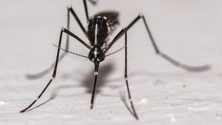 Felnőtt tigrisszúnyogokat azonosítottak Pécsen