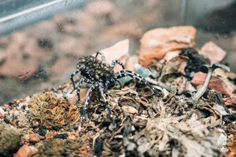 Kritikusan veszélyeztetett pókfaj szaporodott a Fővárosi Állat- és Növénykertben