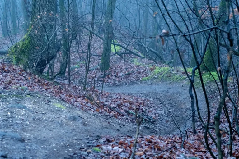Büntetlenül pusztítják a védett erdőket a downhillesek