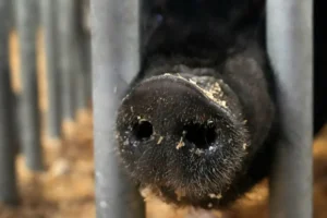 Disznóspermából kreáltak gyógyító szemcseppet kínai kutatók