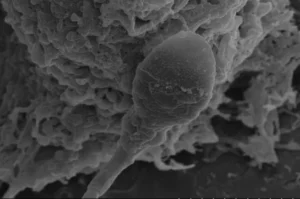 Figyelmeztetnek a tudósok: nehezebb lehet gyereket csinálni az űrben, mint eddig gondoltuk