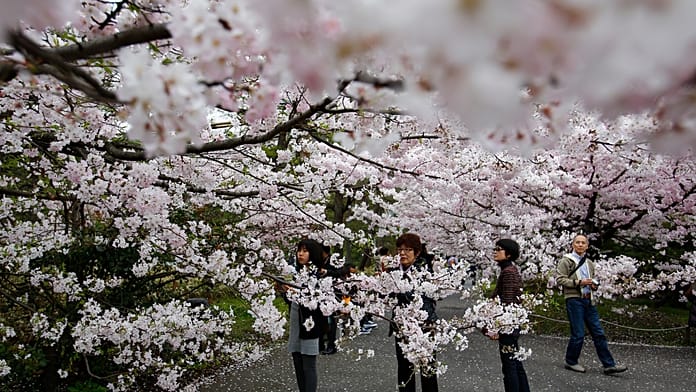 Japán: Tokióban piknikekkel indul a szakuravirágzás az Ueno parkban