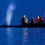 Mentők próbálják kiszabadítani a partra vetődött bálnát a német Balti-tengeren