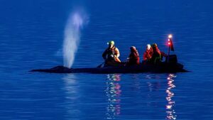 Apad a remény: mentők próbálják kiszabadítani a partra vetődött púpos bálnát a német Balti-tengeren