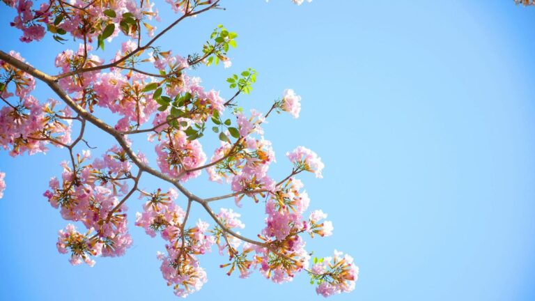 Önkénteseket keres a HungaroMet, közösségi alapú mérőhálózatot hoznának létre