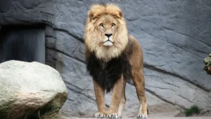 Saját csapdájába esett a részeg férfi, miután kiengedte az oroszlánokat – videó