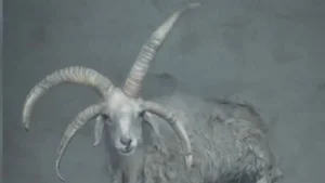Mutáns állatok lepik el a világot?  – egy négyszarvú birka az internet új sztárja