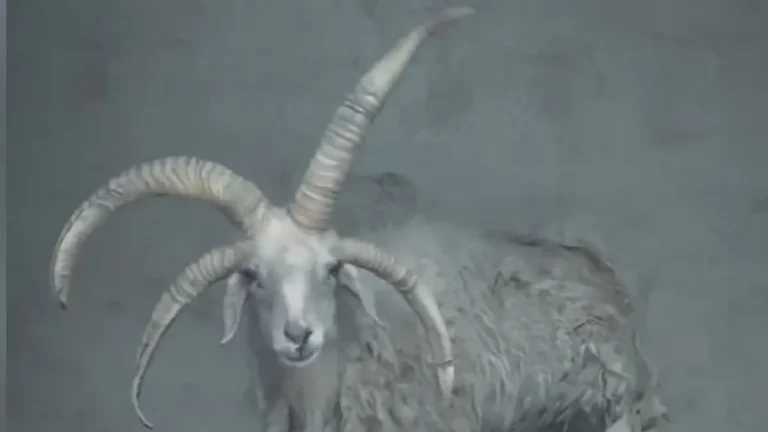 Mutáns állatok lepik el a világot?  – egy négyszarvú birka az internet új sztárja