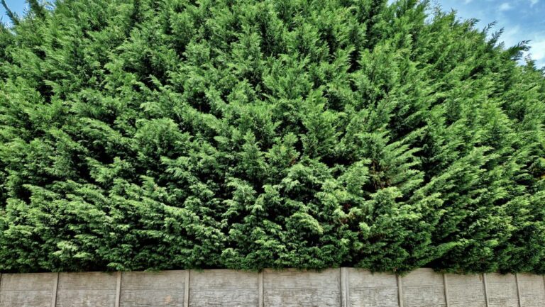 Gyorsan növő növények, amik pár éven belül eltakarják a belátást a szomszéd előtt