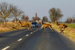 Ütött már el szarvast?