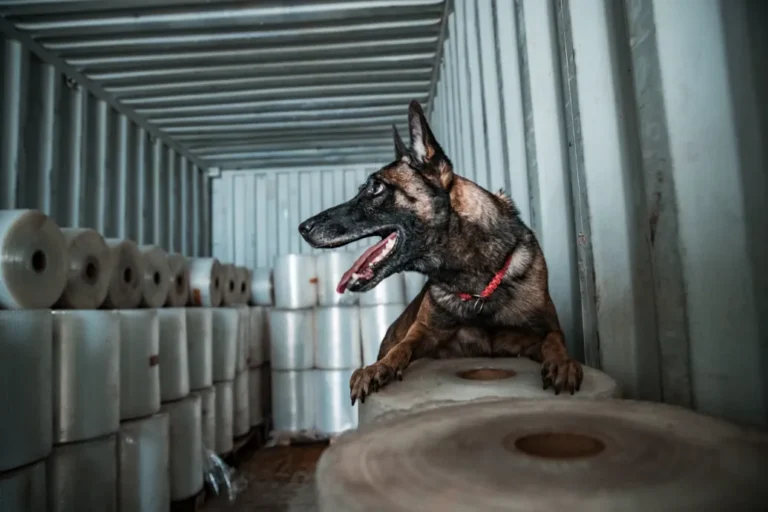 Nyugdíjba vonul Tico, a drogkereső kutya