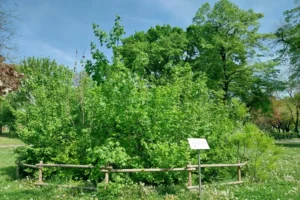 A természet majd lerendezi