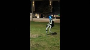 Humanoid robot vaddisznókat üldöz a lengyel fővárosban, Varsóban