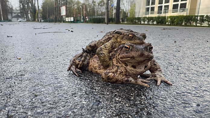 Lengyelország: a „Békajárőr” több ezer kétéltűt ment vonuláskor