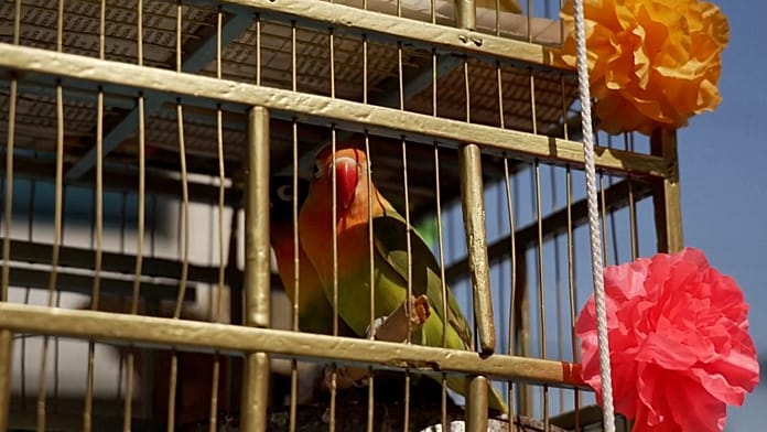 Virágvasárnapi madárárusok Mexikóvárosban ragaszkodnak a fakuló hagyományhoz